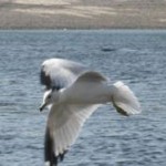 pic-route-seagull_on_ocean
